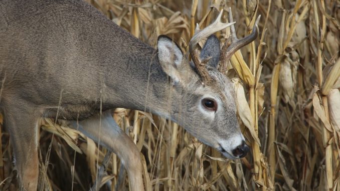 Whitetail Deer II