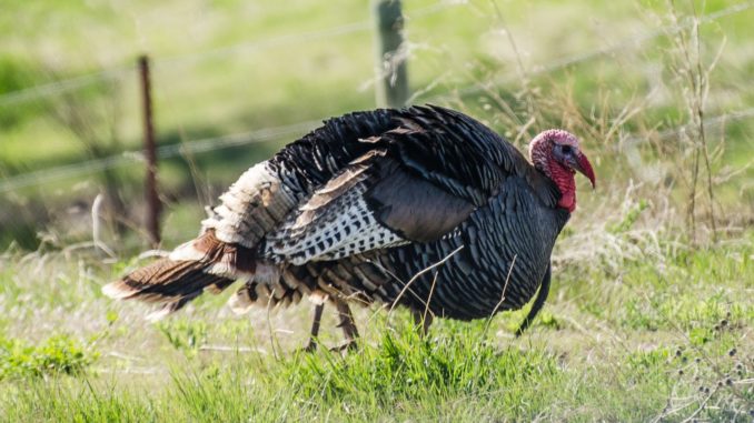 Wild Turkey II