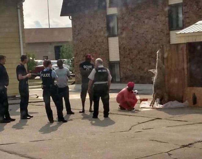 Muslim Slaughters Sheep in Bismarck City Limits & Causes a 