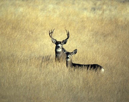 Mule Deer