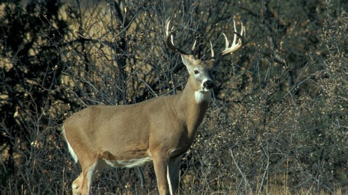 Whitetail Buck