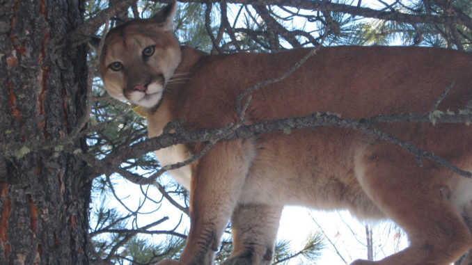 Mountain Lion II