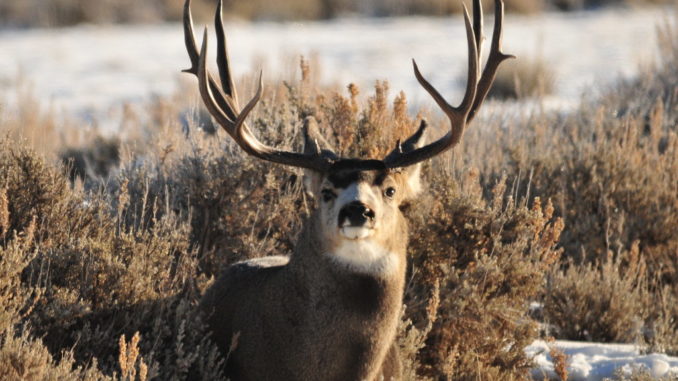 Mule Deer Buck II