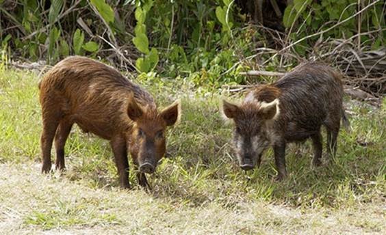 Feral Swine ND