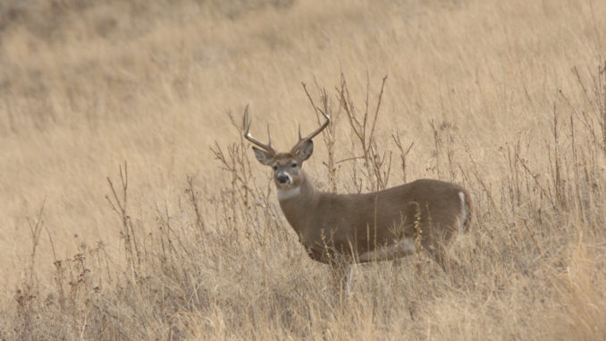 Whitetail Buck IV