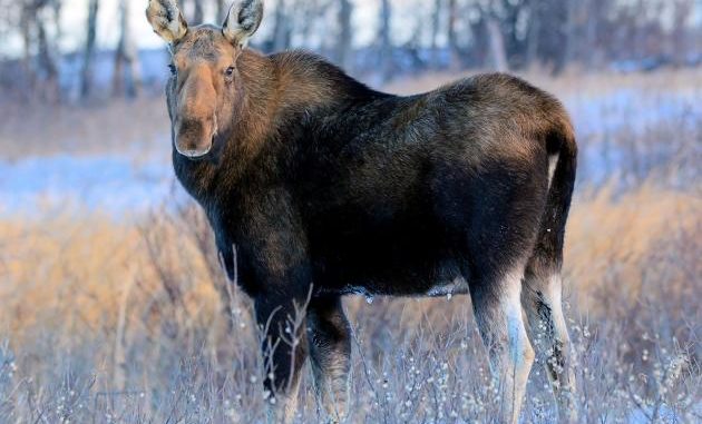 Winter Moose